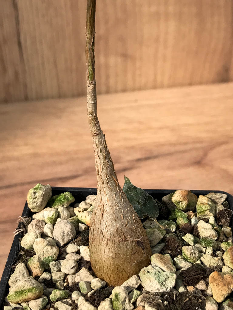 SHPR6871 Ficus petiolaris ssp. palmeri - Image 3