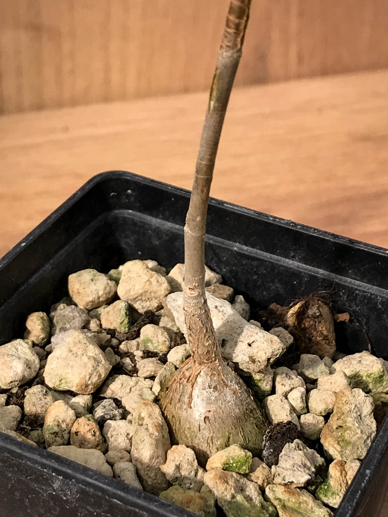 SHPR6871 Ficus petiolaris ssp. palmeri - Image 4