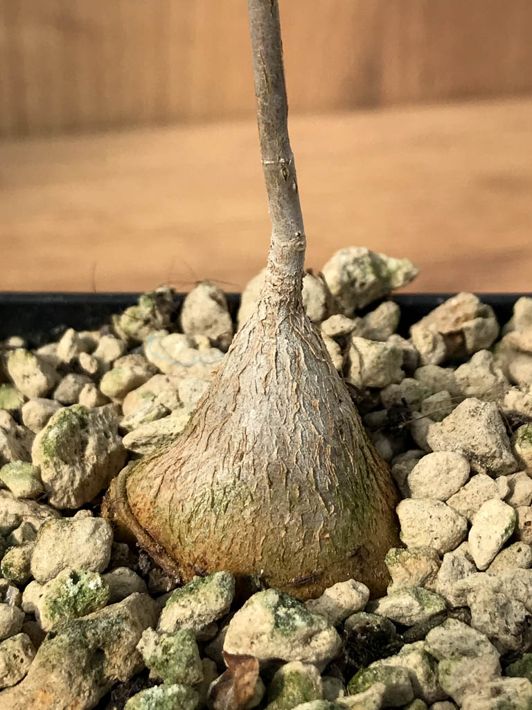 SHPR6872 Ficus petiolaris - Зображення 2