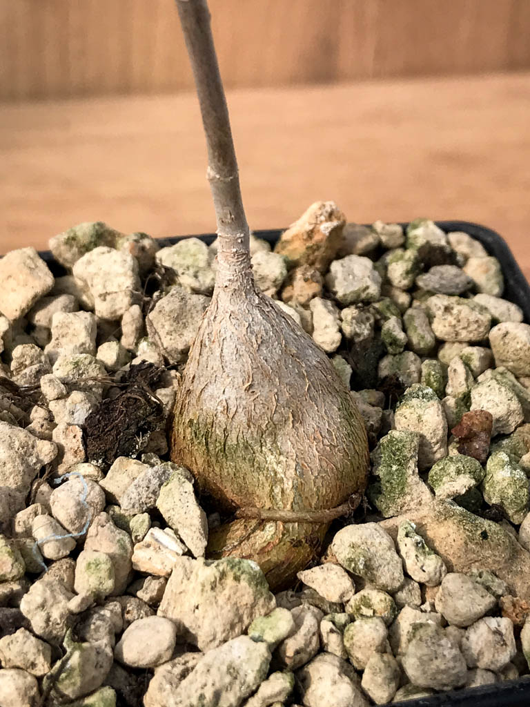 SHPR6872 Ficus petiolaris - Зображення 3