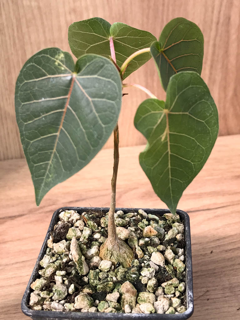 SHPR6872 Ficus petiolaris
