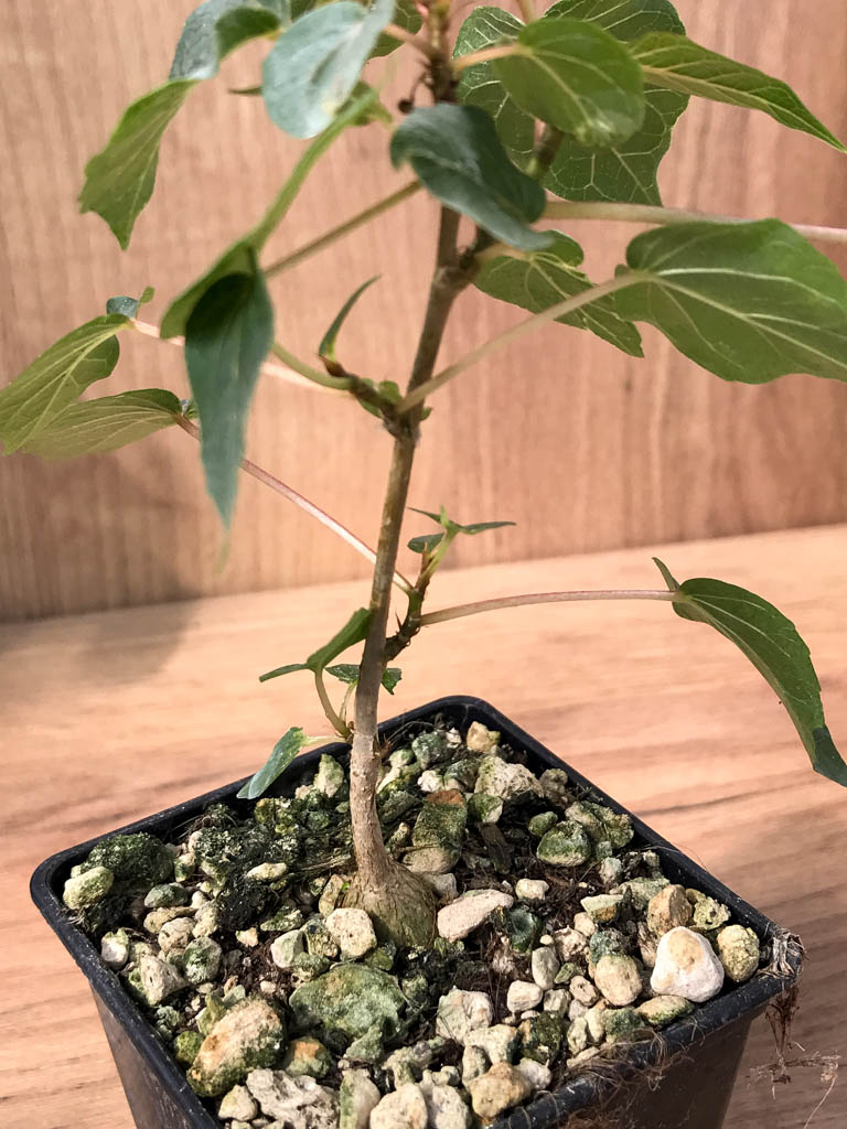 SHPR6872 Ficus petiolaris - Зображення 4