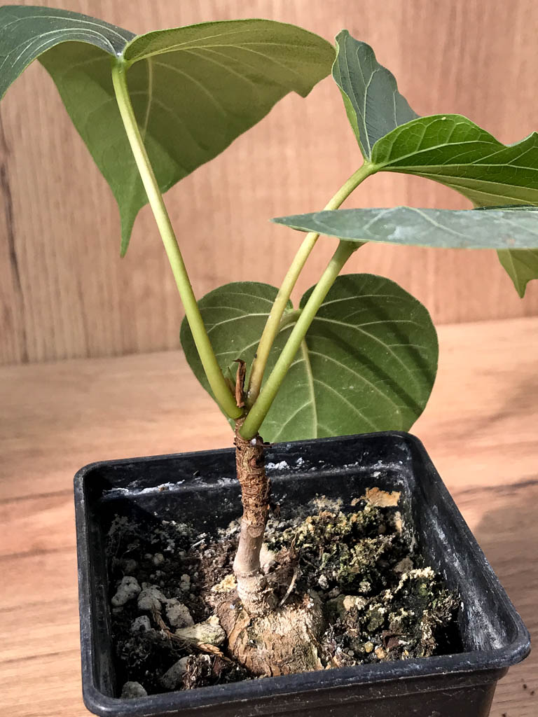 SHPR6873 Ficus arnottiana