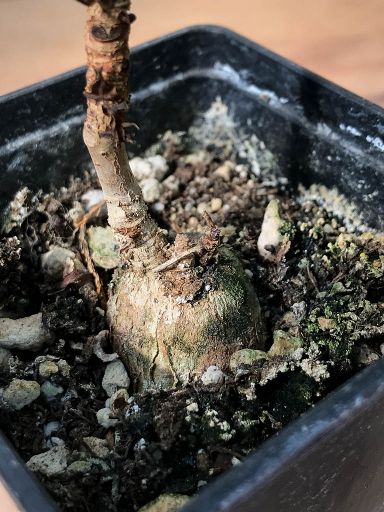 SHPR6873 Ficus arnottiana - Obrázek 2