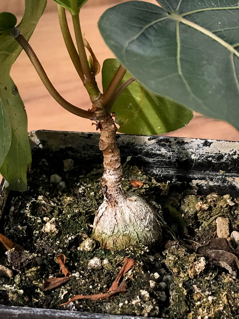 SHPR6873 Ficus arnottiana - Obrázek 3