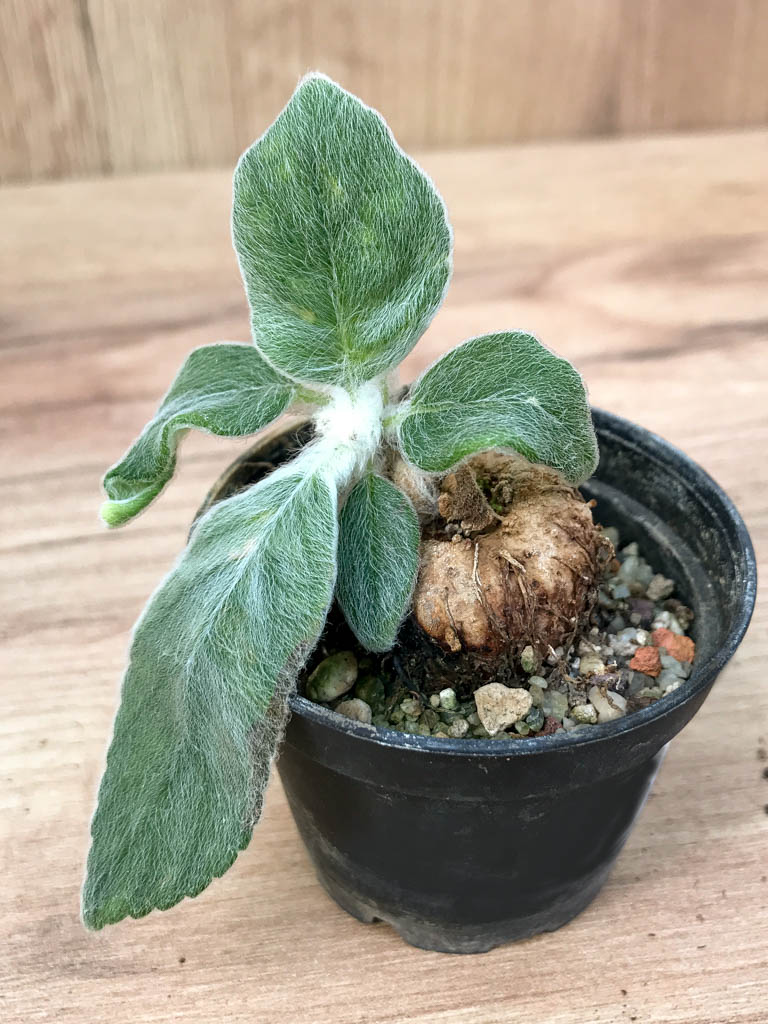 SHPR6875 Sinningia leucotricha