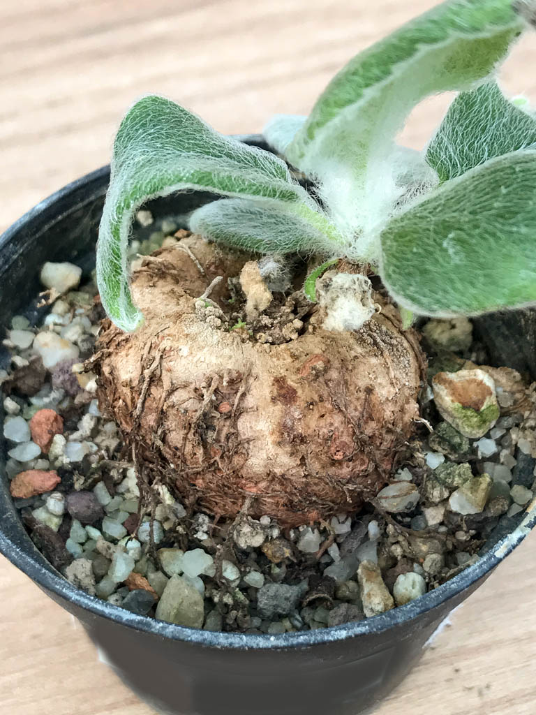 SHPR6875 Sinningia leucotricha - Obrázek 2