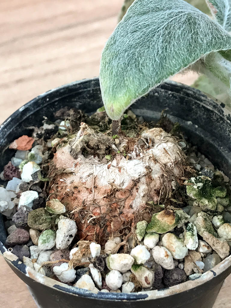 SHPR6875 Sinningia leucotricha - Obrázek 3