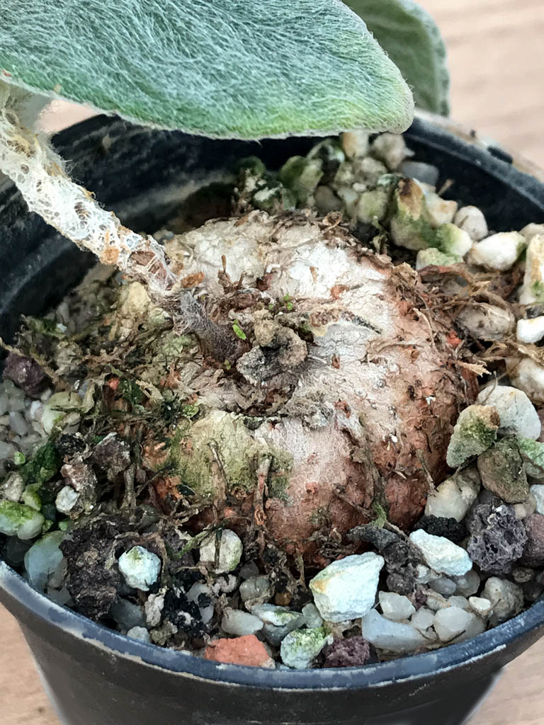 SHPR6875 Sinningia leucotricha - Obrázek 4