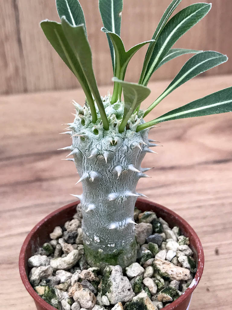 SHPR6877 Pachypodium densiflorum monstroso cristata