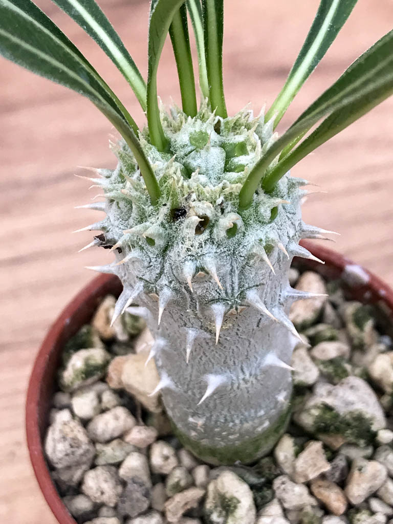 SHPR6877 Pachypodium densiflorum monstroso cristata - Image 2