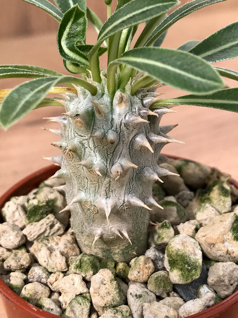 SHPR6878 Pachypodium densiflorum monstroso cristata