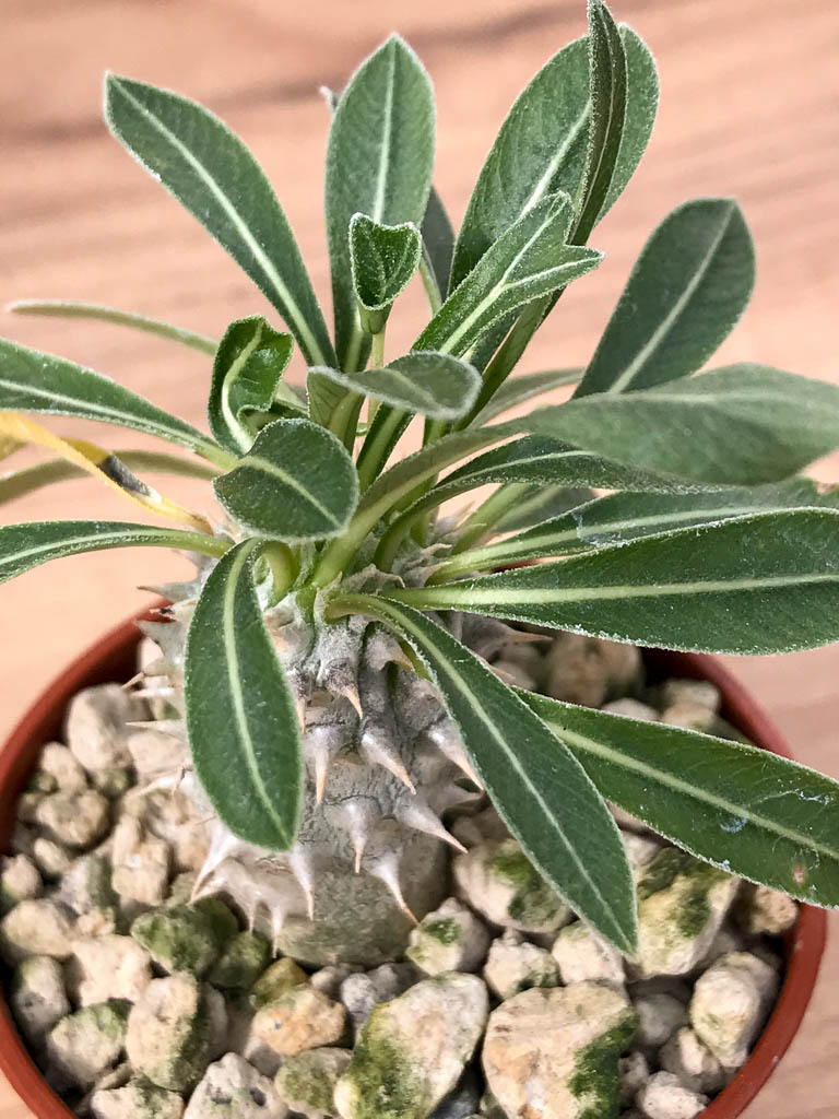 SHPR6878 Pachypodium densiflorum monstroso cristata - immagine 2