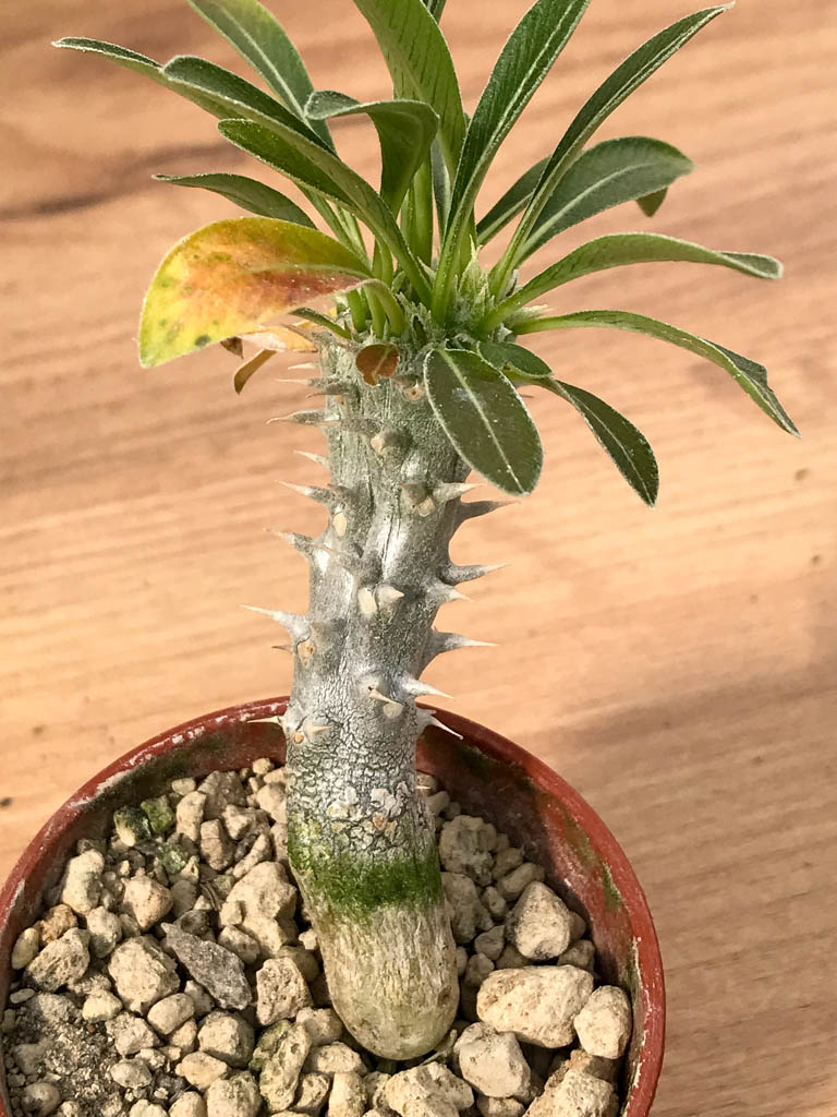 SHPR6879 Pachypodium densiflorum monstroso cristata