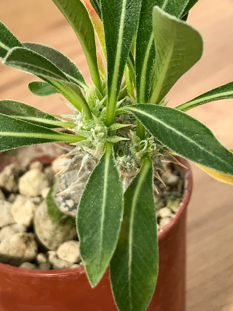 SHPR6879 Pachypodium densiflorum monstroso cristata - immagine 2