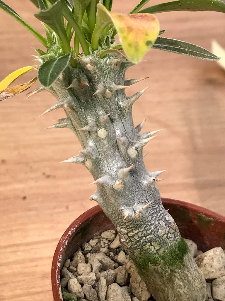 SHPR6879 Pachypodium densiflorum monstroso cristata - immagine 3