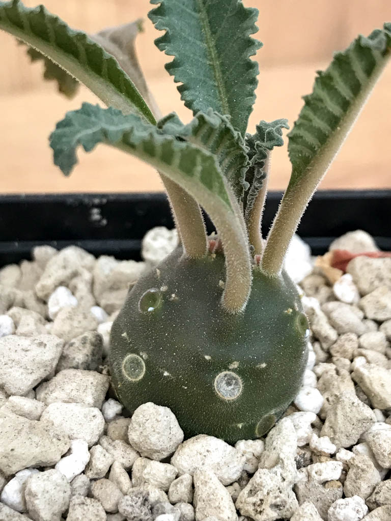 SHPR6881 Dorstenia lavrani - immagine 2