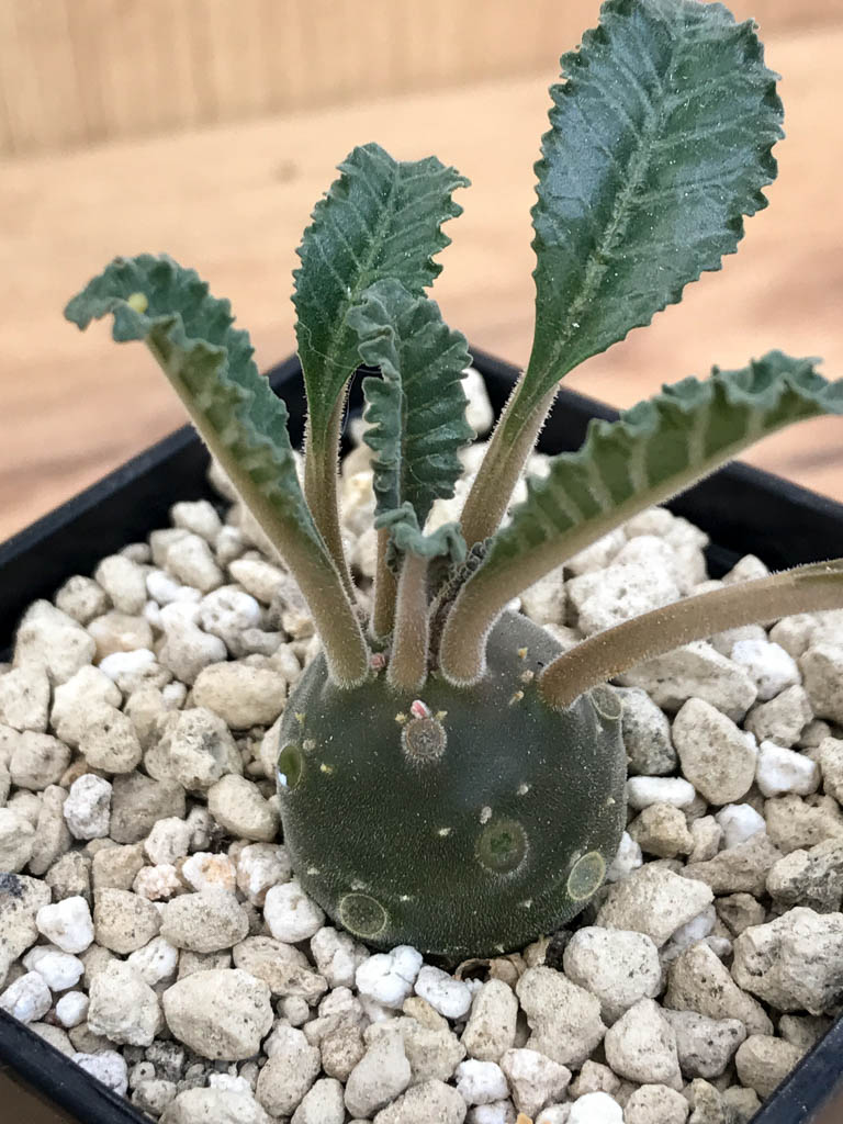 SHPR6881 Dorstenia lavrani - immagine 3