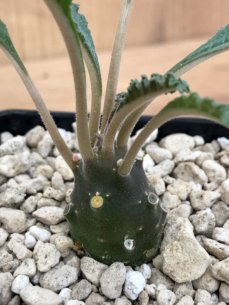 SHPR6881 Dorstenia lavrani - immagine 4