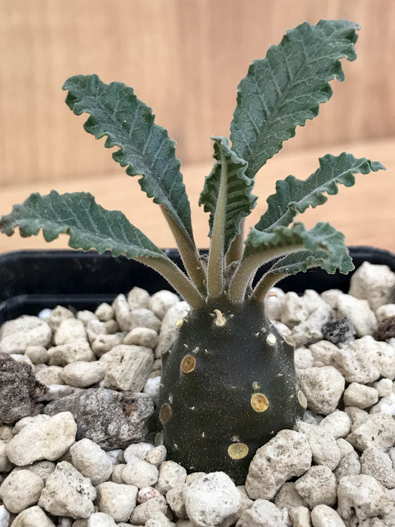 SHPR6881 Dorstenia lavrani