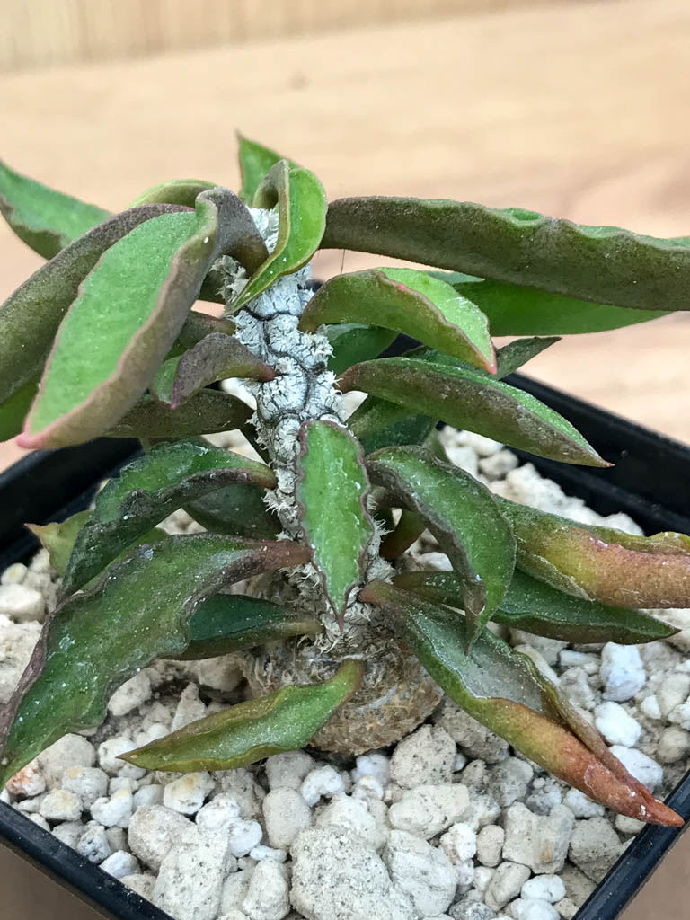 SHPR6882 Euphorbia cylindrifolia - immagine 2