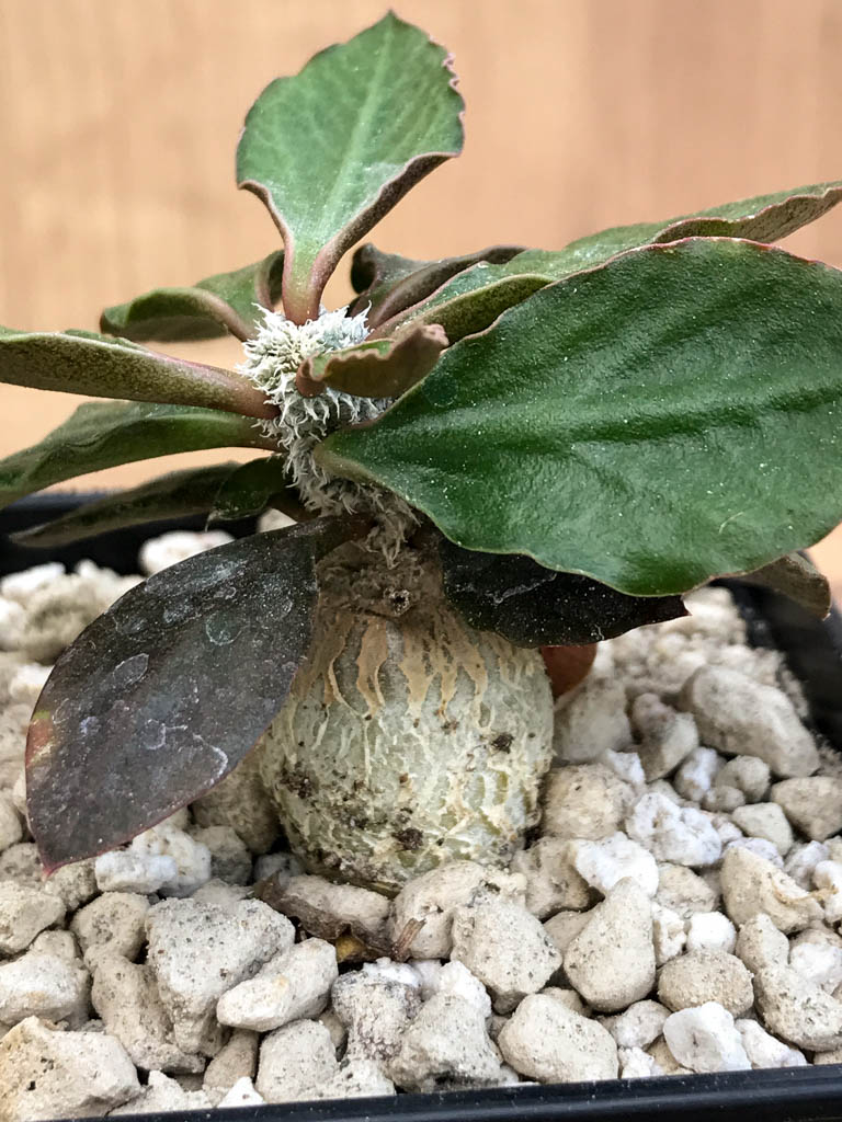 SHPR6882 Euphorbia cylindrifolia - immagine 3