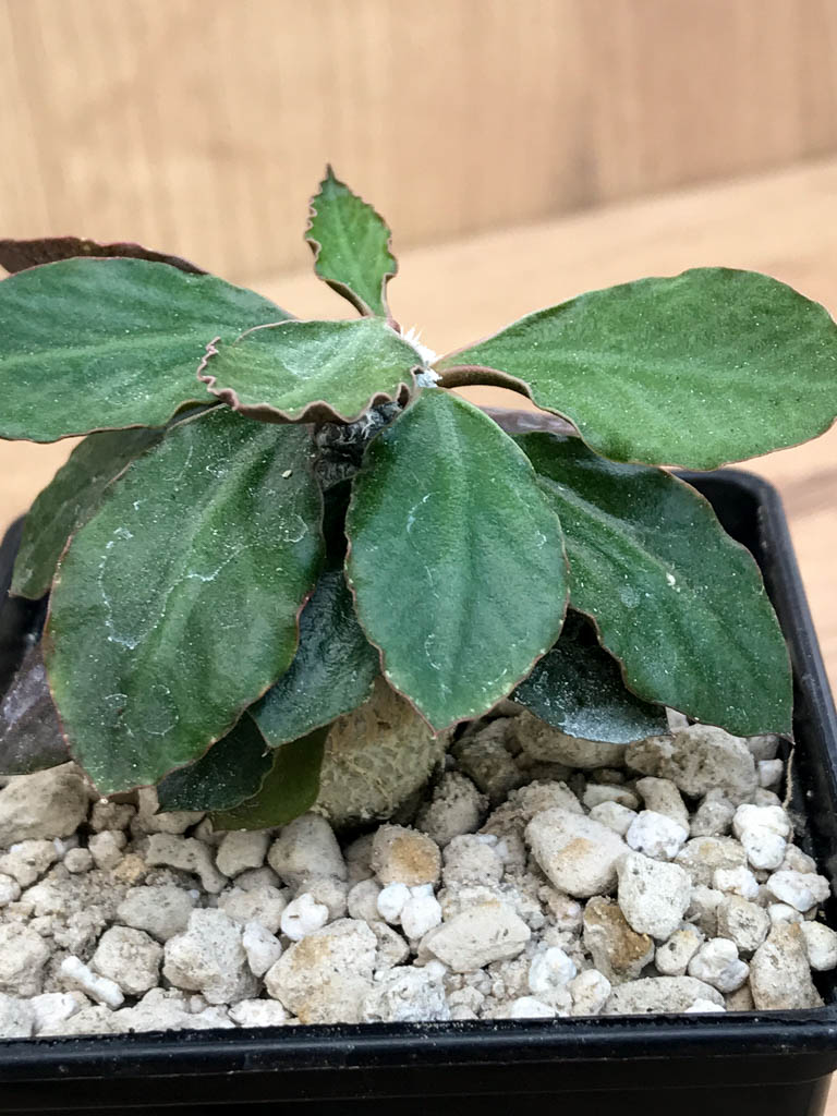 SHPR6882 Euphorbia cylindrifolia