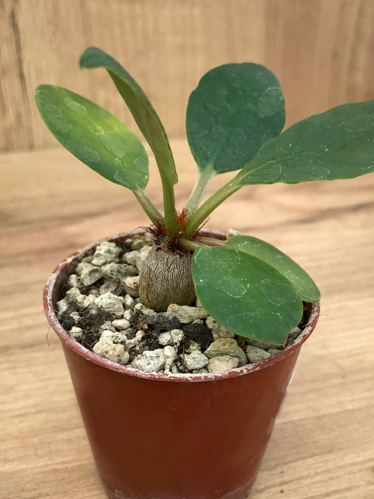 SHPR6883 Euphorbia ramena