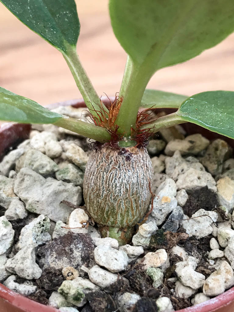 SHPR6883 Euphorbia ramena - Image 2