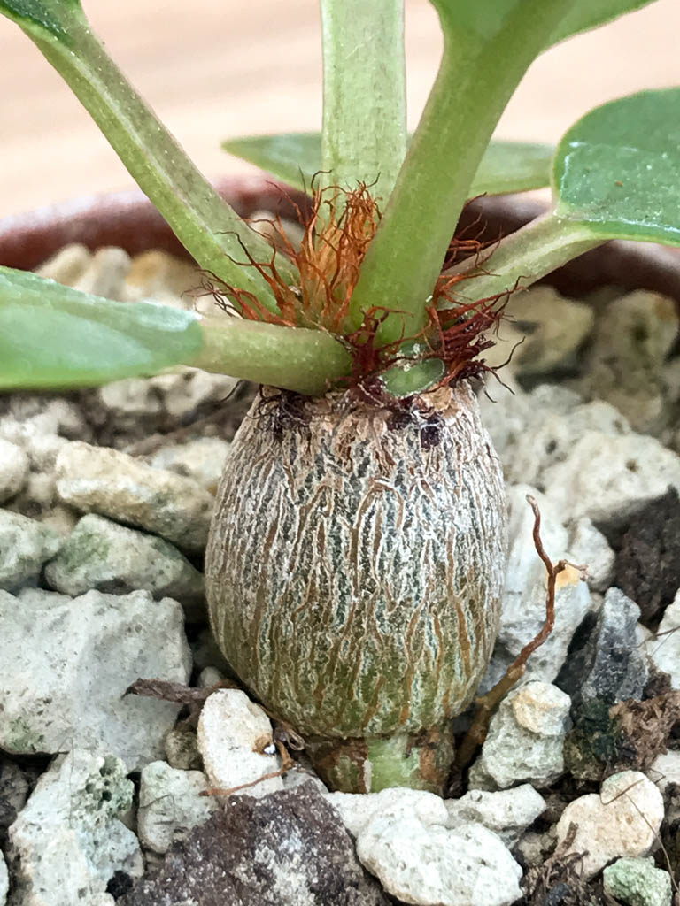 SHPR6883 Euphorbia ramena - Image 3