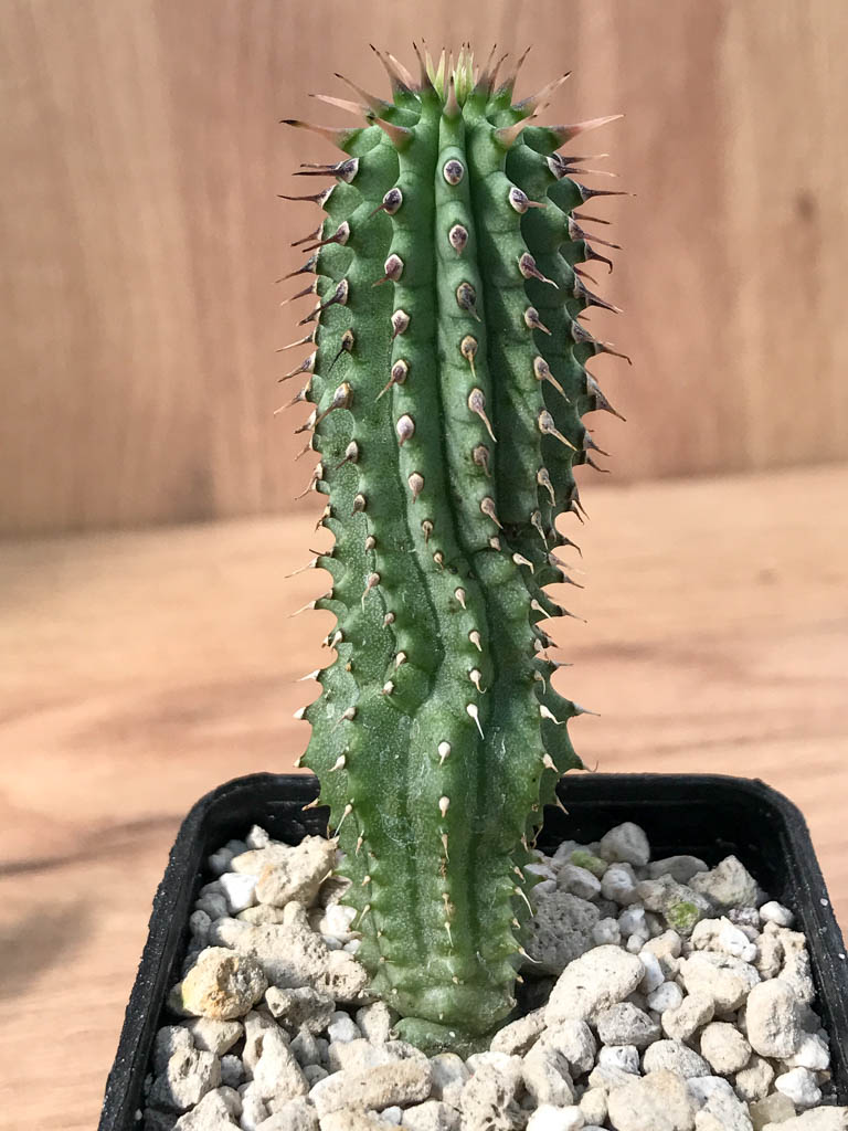 SHPR6884 Hoodia gordonii