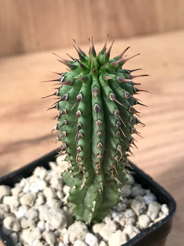 SHPR6884 Hoodia gordonii - Image 3