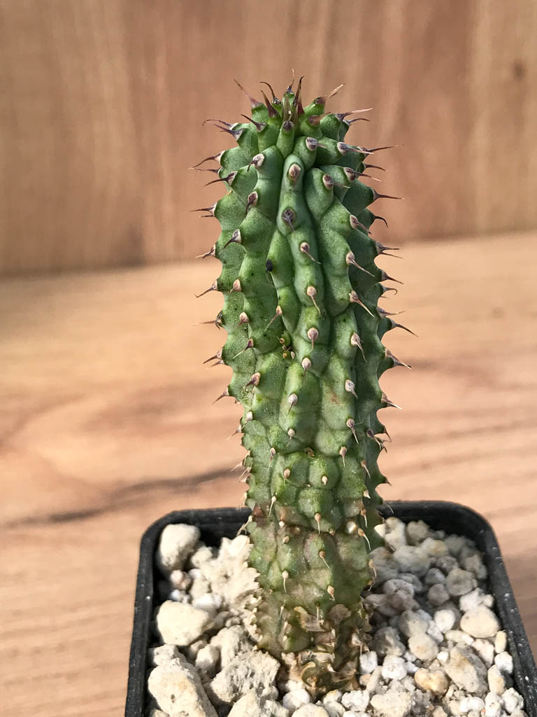 SHPR6884 Hoodia gordonii - Image 4