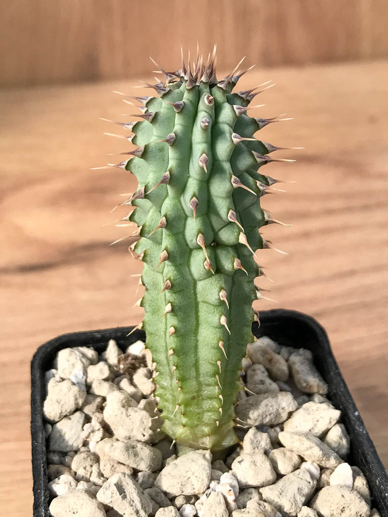 SHPR6884 Hoodia gordonii - Image 5