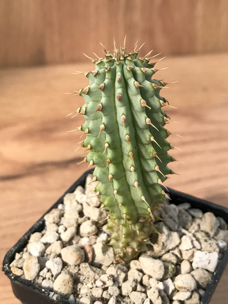 SHPR6884 Hoodia gordonii - Image 6
