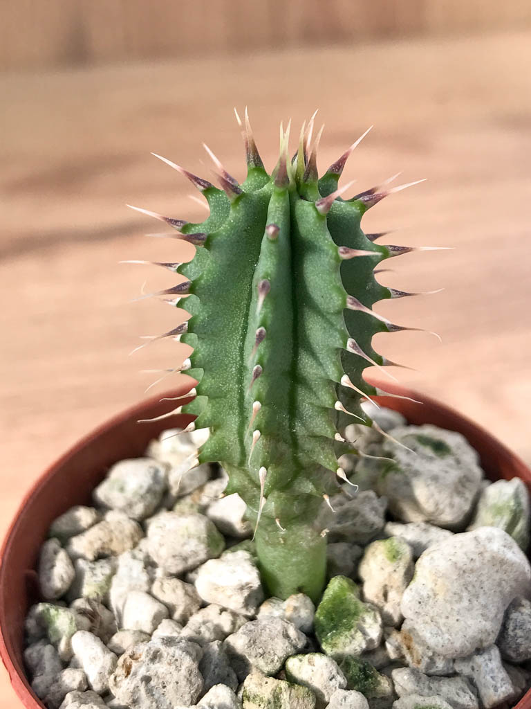 SHPR6885 Hoodia parviflora - Obrázek 2