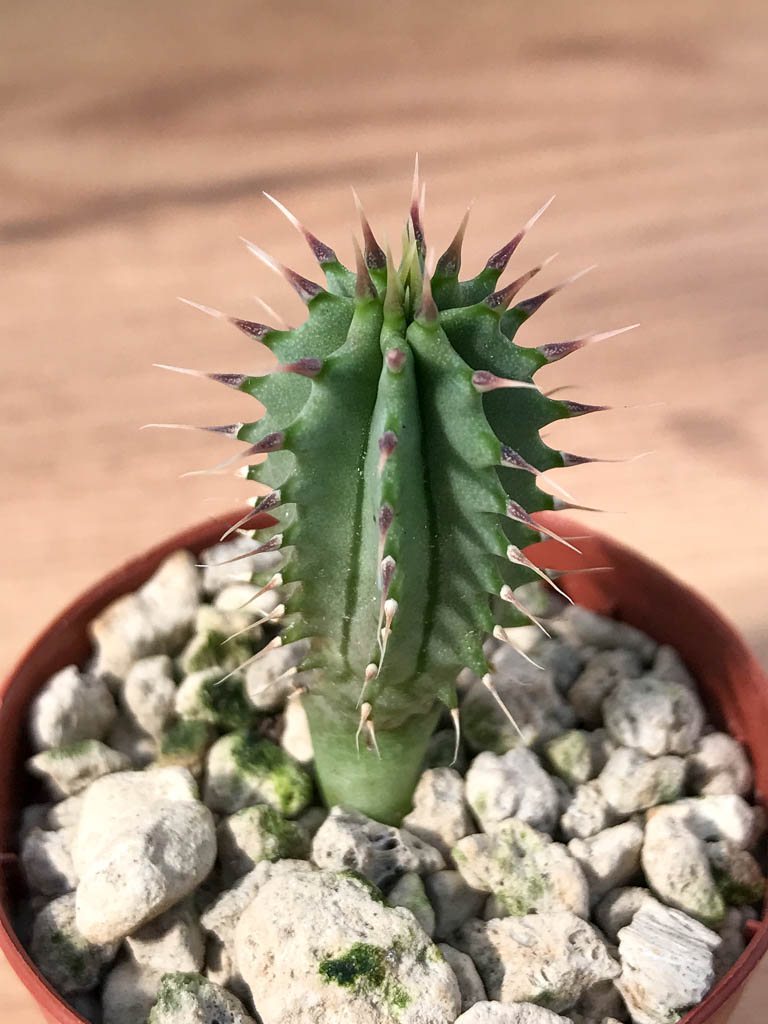 SHPR6885 Hoodia parviflora - Obrázek 3