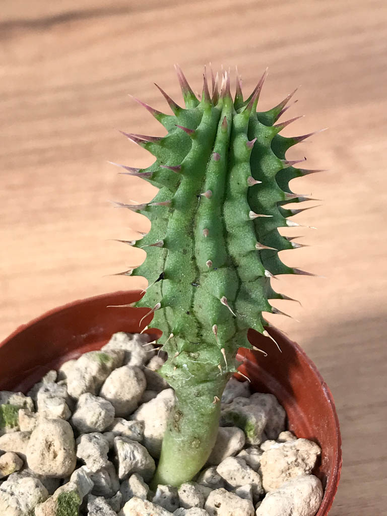 SHPR6885 Hoodia parviflora
