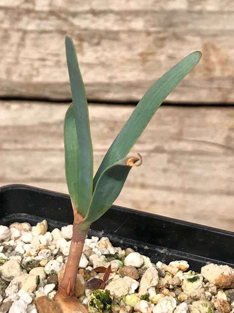 SHPR6889 Welwitschia mirabilis - Image 2