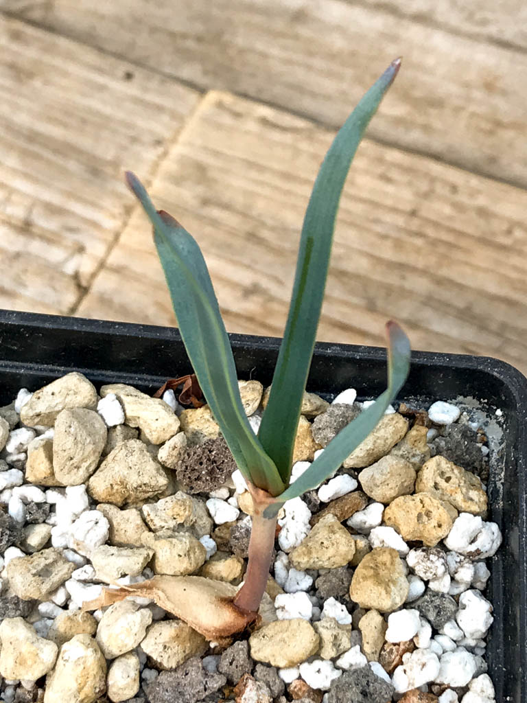 SHPR6889 Welwitschia mirabilis