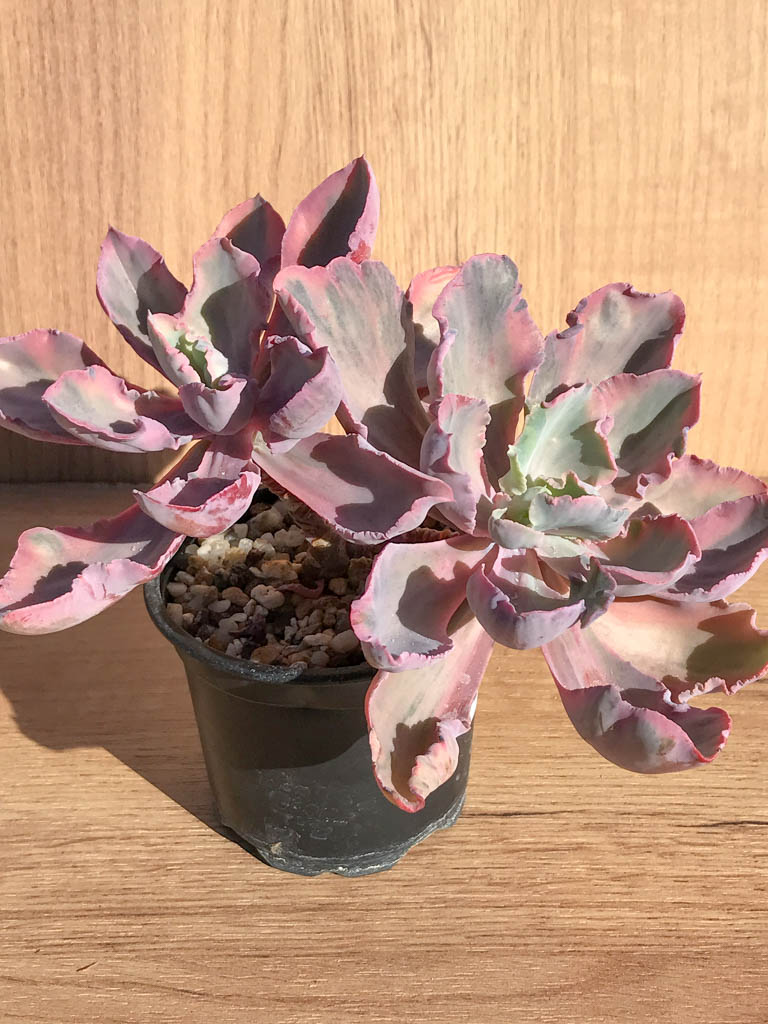 SHPR6893 Echeveria 'Chantilly' pink, two heads – Image 2