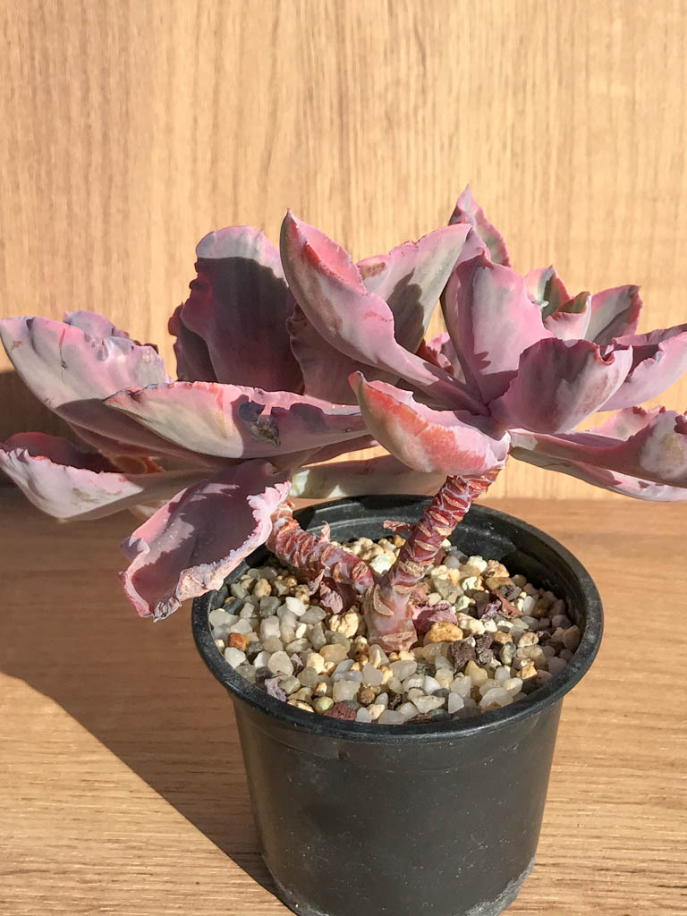SHPR6893 Echeveria 'Chantilly' pink, two heads – Image 3