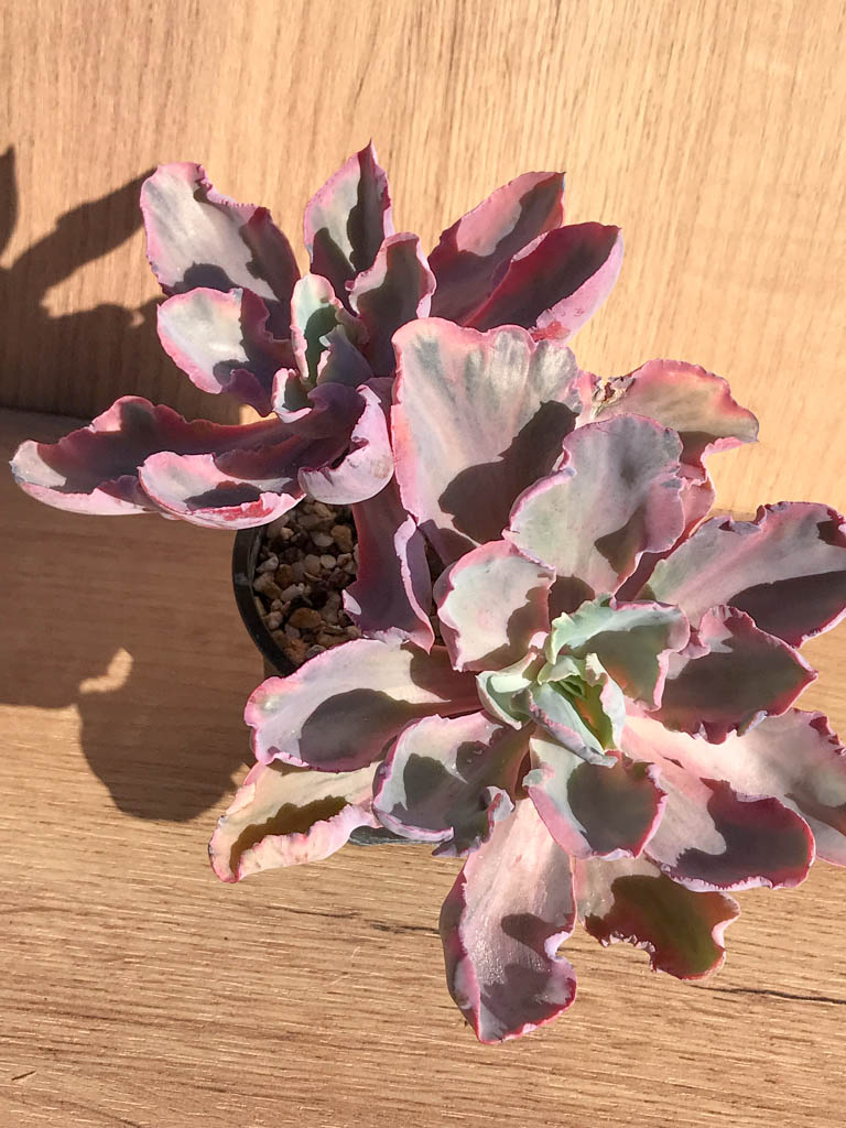 SHPR6893 Echeveria 'Chantilly' pink, two heads