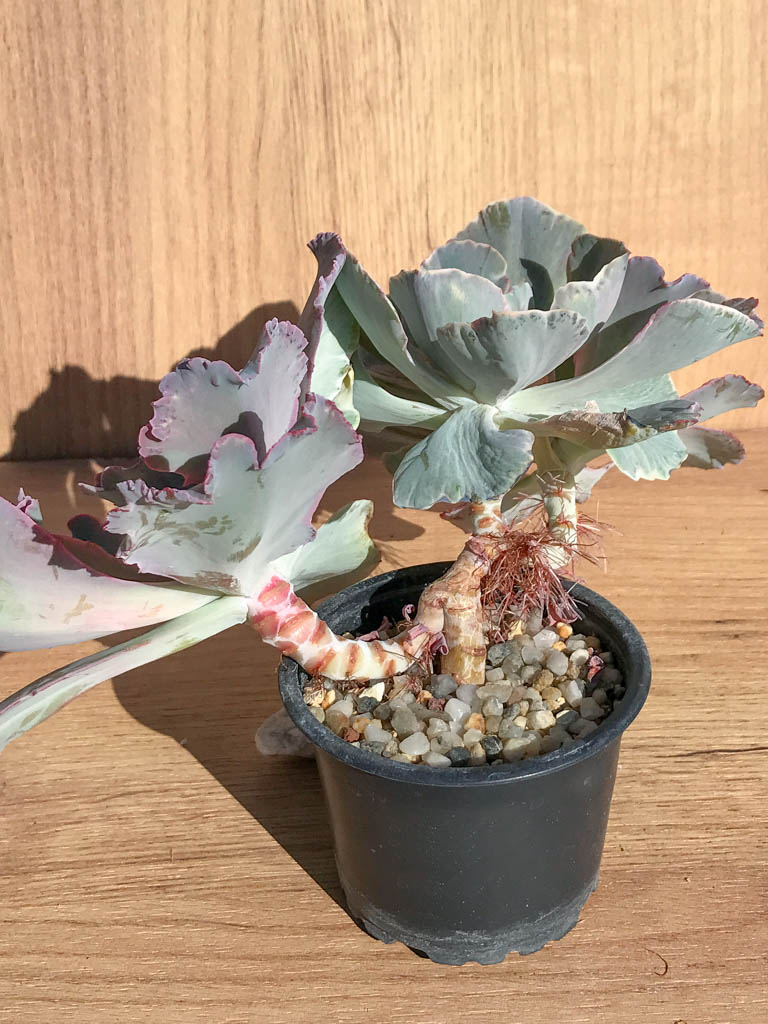 SHPR6897 Echeveria shaviana hybrid - Obrázek 2