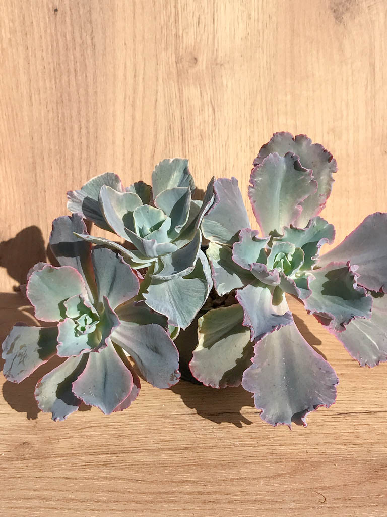 SHPR6897 Echeveria shaviana hybrid - Obrázek 3