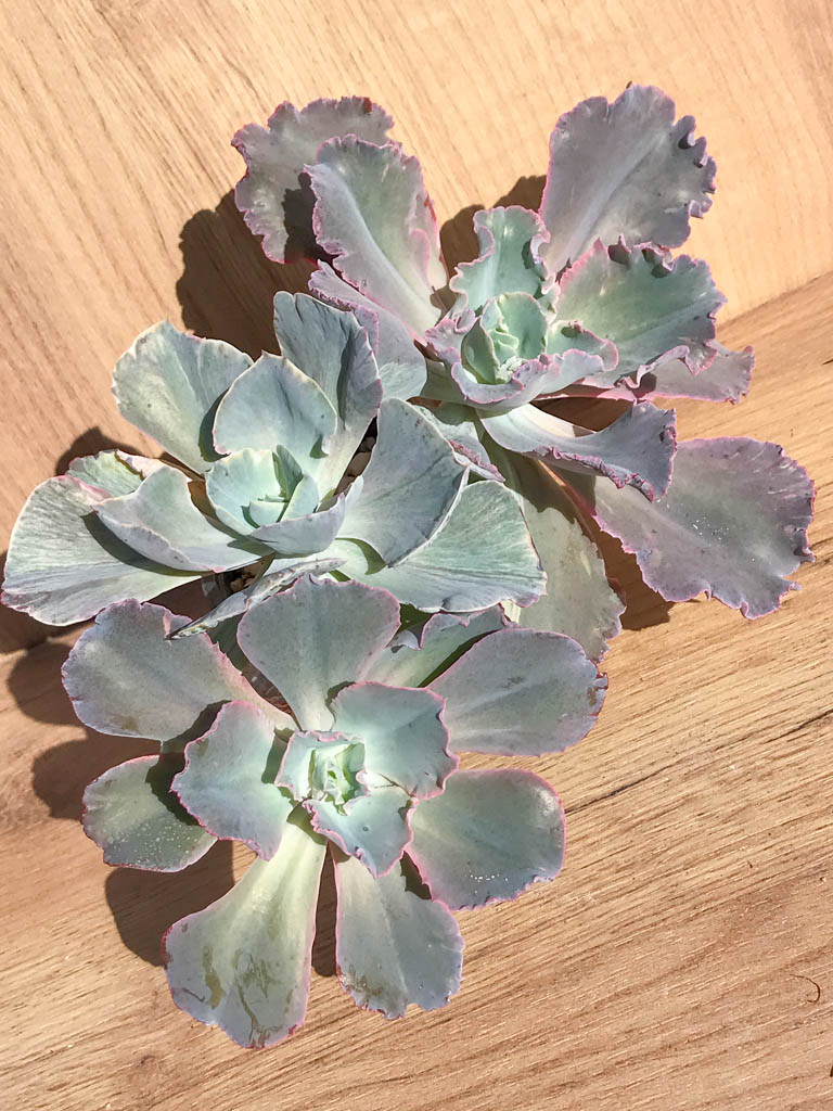 SHPR6897 Echeveria shaviana hybrid