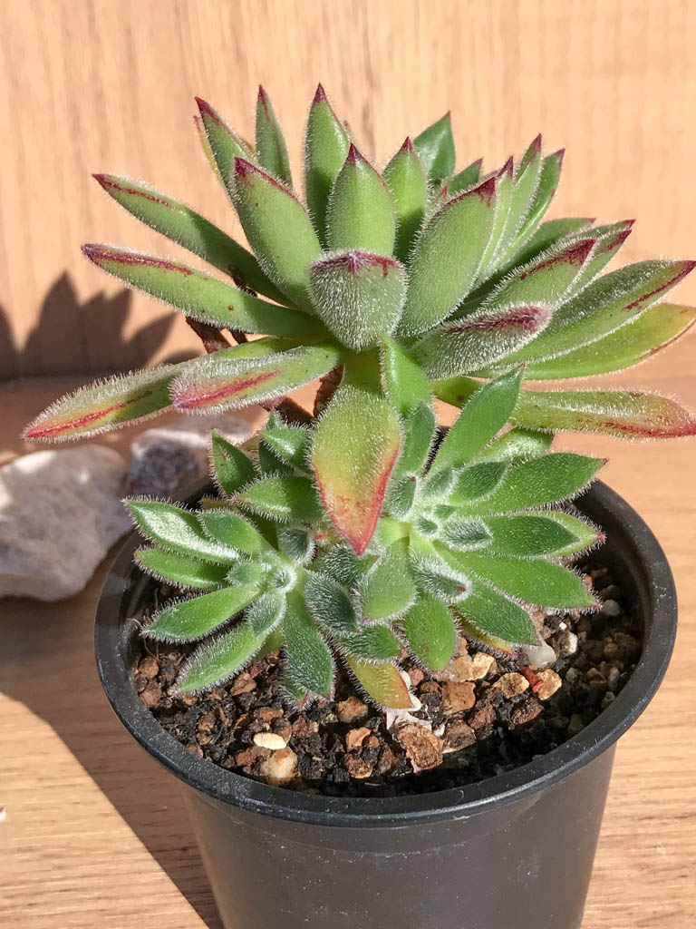 SHPR6898 Echeveria `Set-Oliver` - 画像 (2)