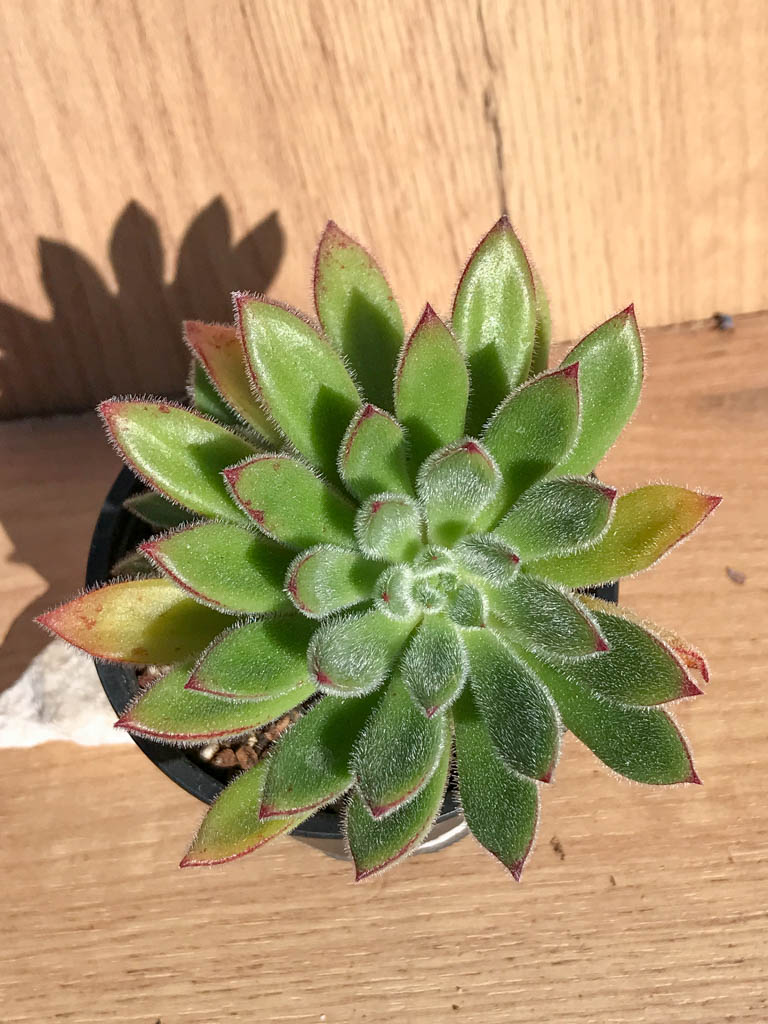 SHPR6898 Echeveria `Set-Oliver`