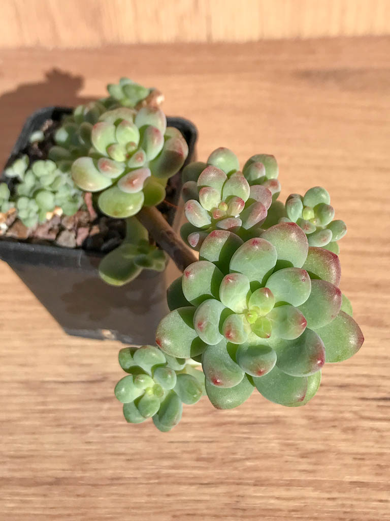 SHPR6901 Sedum `Shangri La`