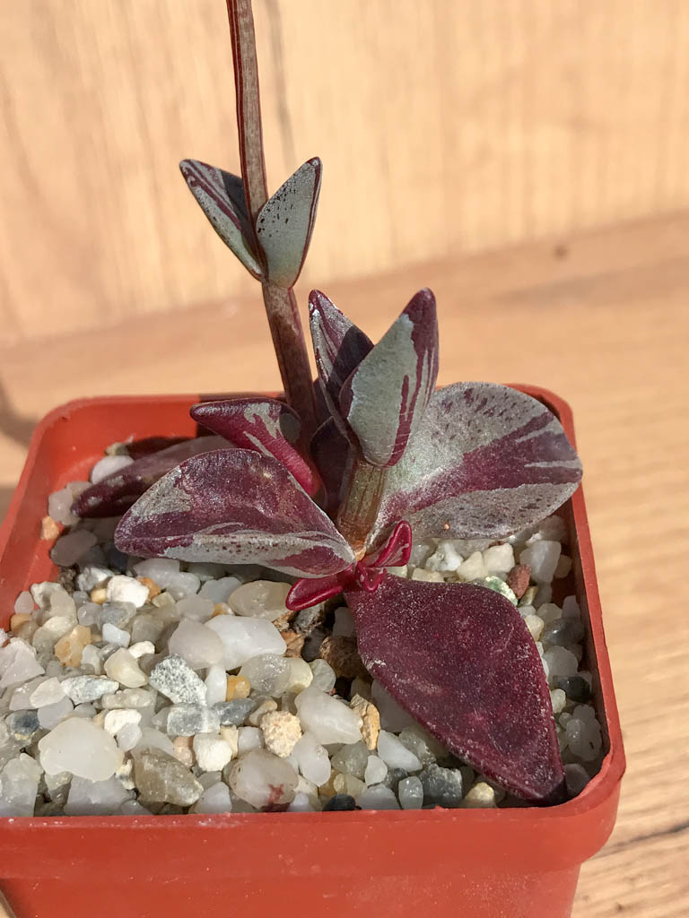SHPR6906 Lenophyllum guttatum f. variegata – Bild 2